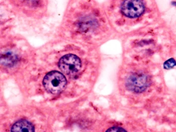 Histologia